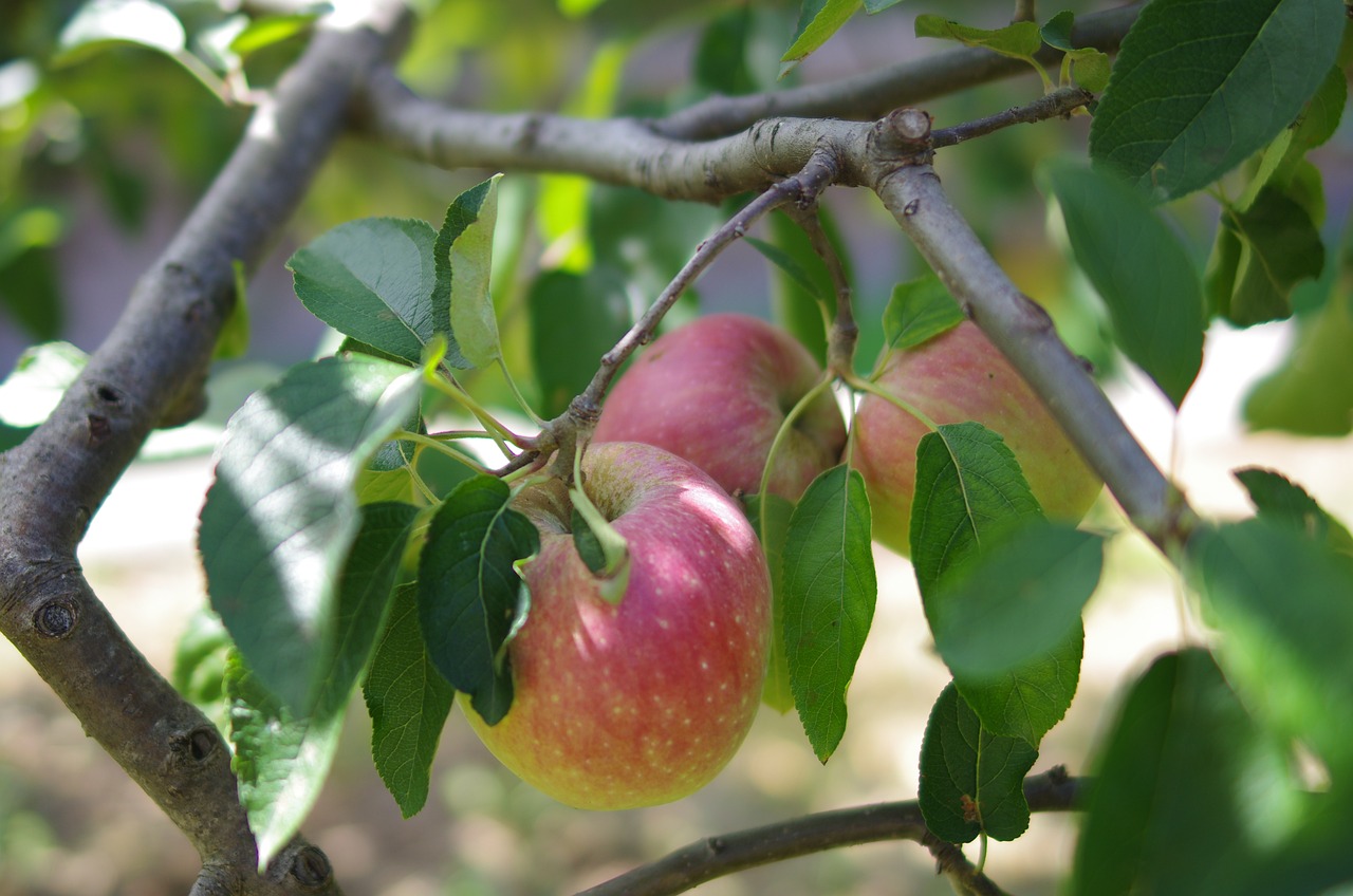 How to Create an Eco-Friendly Orchard in Your Backyard?